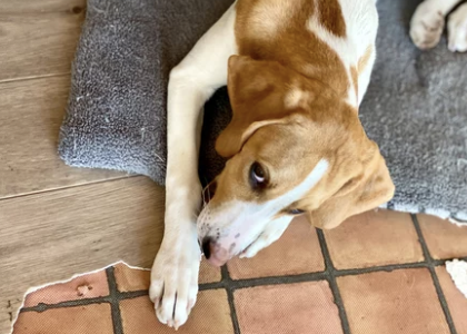 강아지 매트/출처:어도비스톡