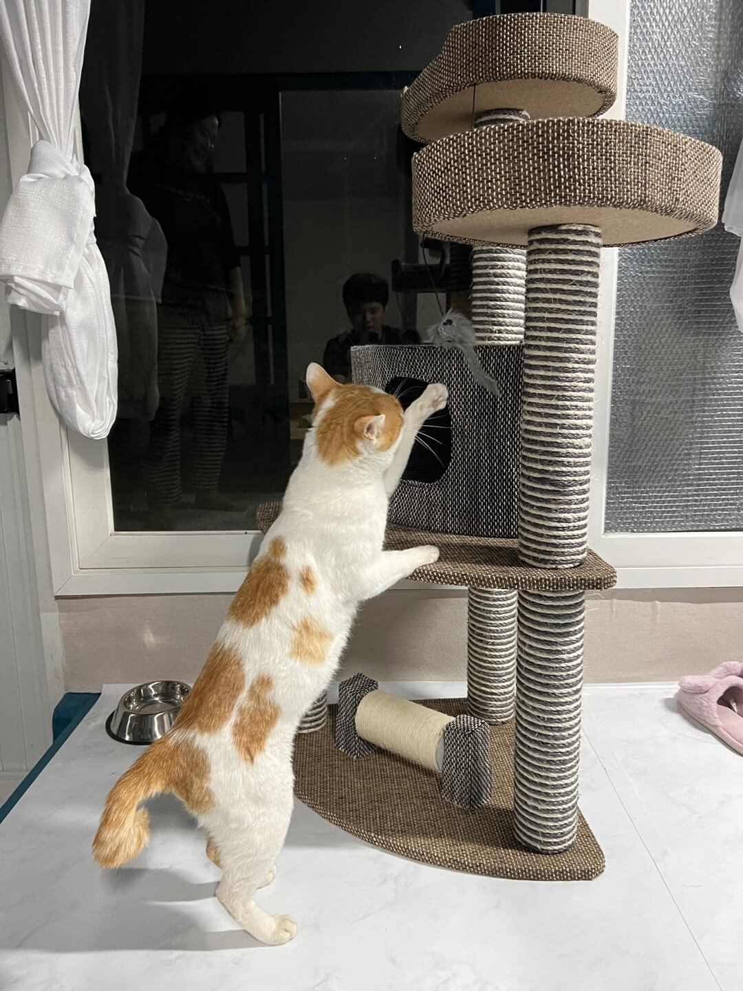 사냥놀이 하는 사진