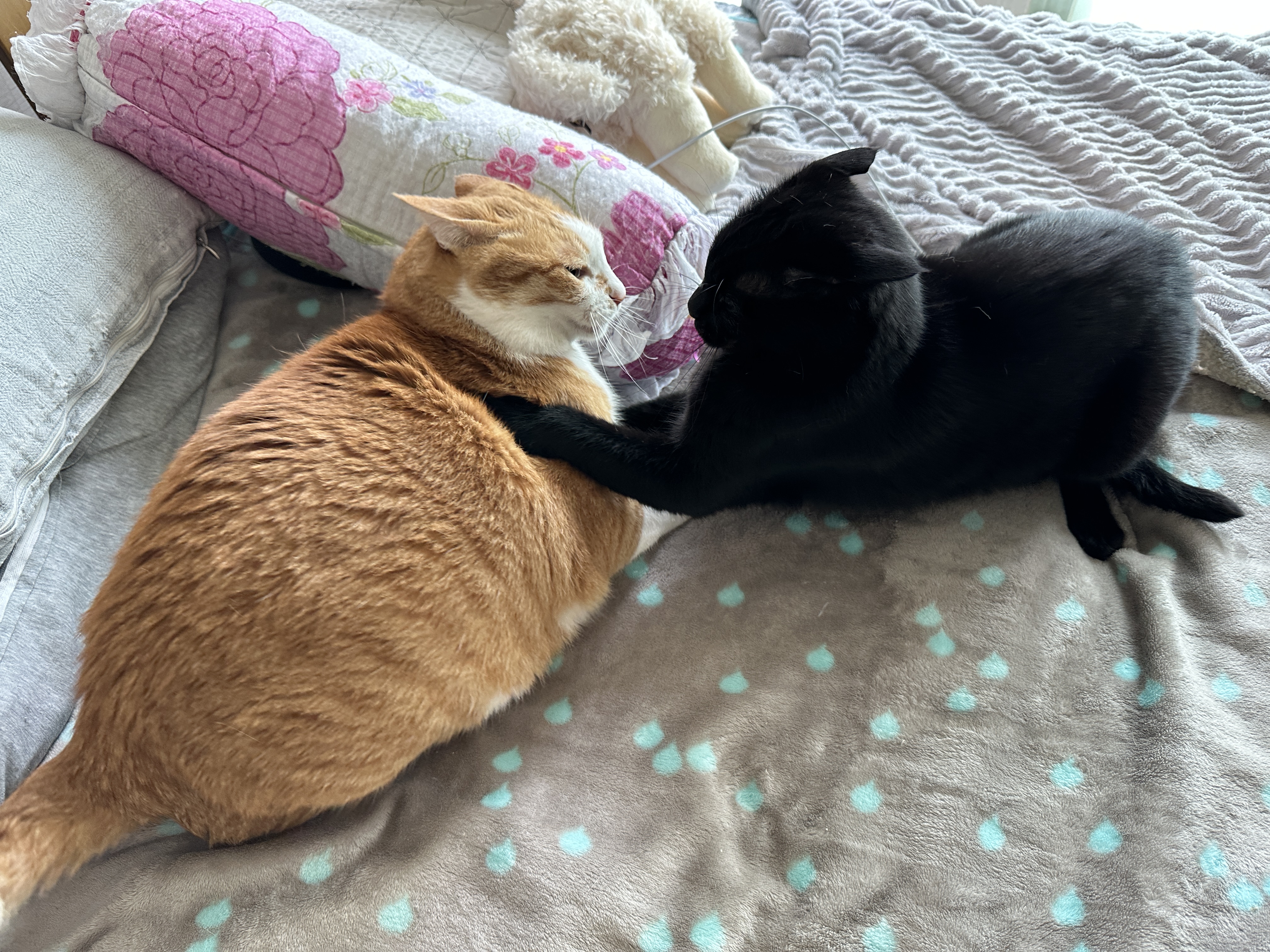 호야와_건이는_아침부터_장난치는_중