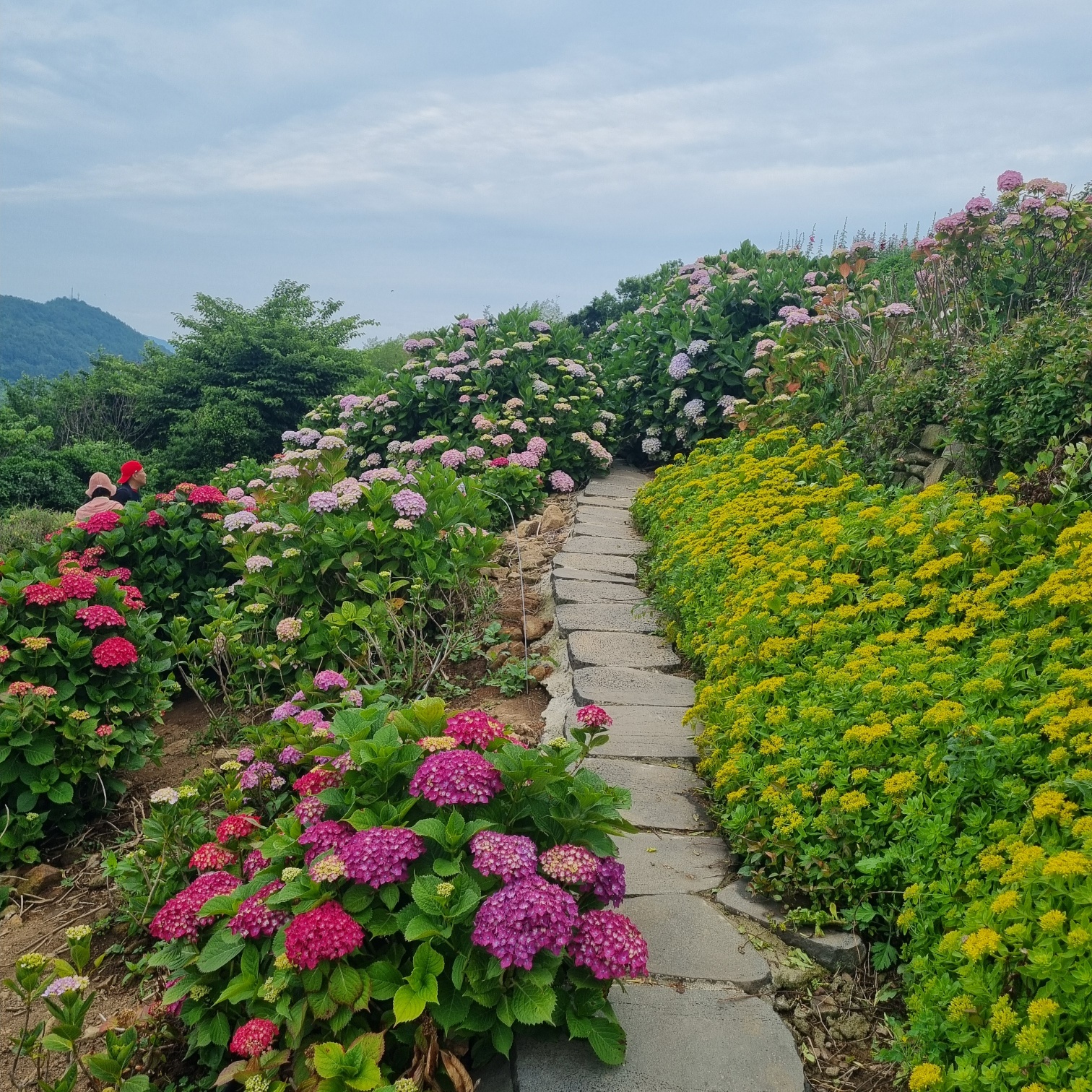 전남 고흥 쑥섬 수국 축제 관련이미지