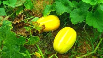 참외-텃밭재배-수확시기-수확