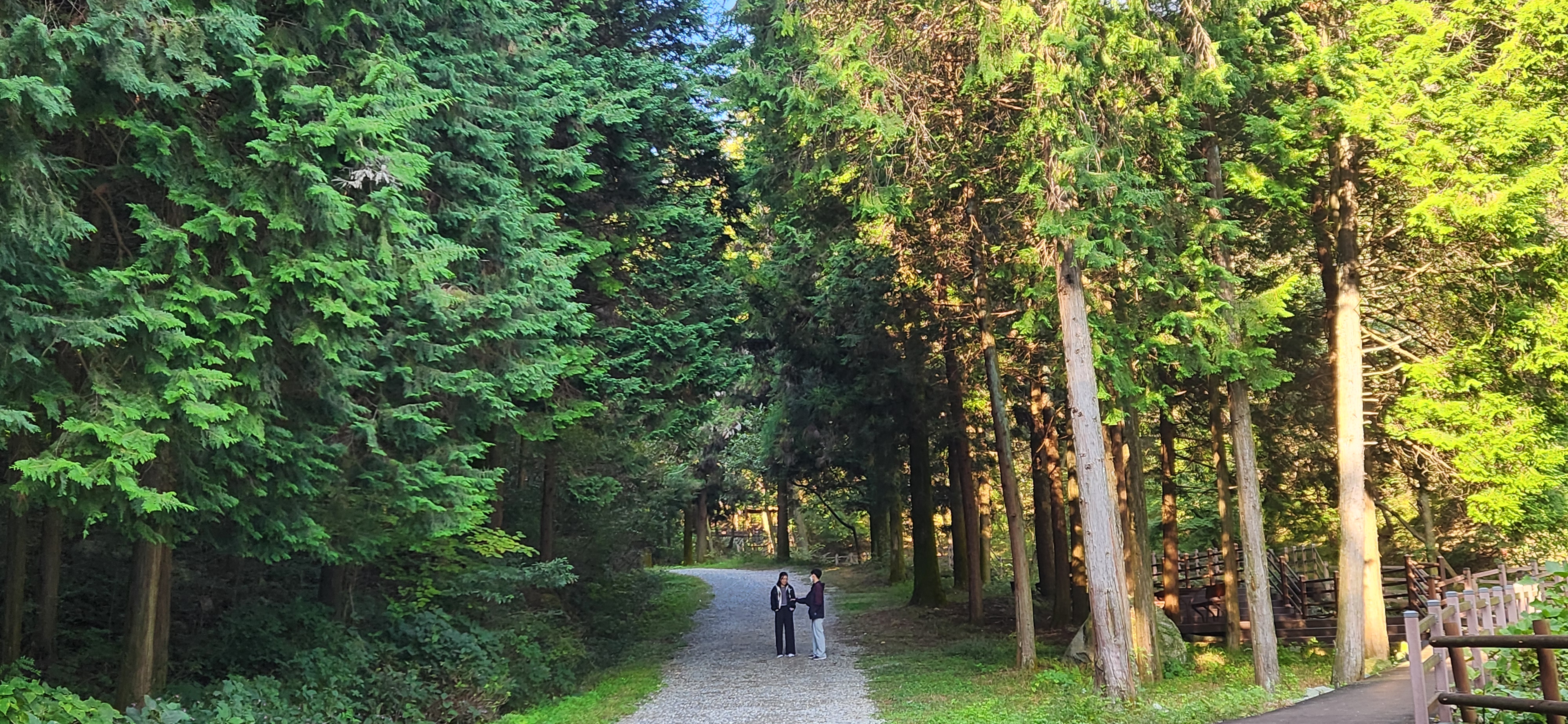 장성 치유의숲 초입