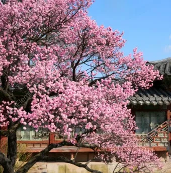 창덕궁 만첩홍매화 개화시기 명소_2