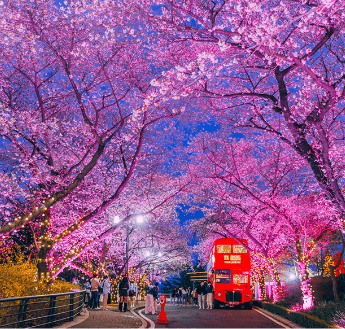 대구 이월드 벚꽃축제 블라썸 할인