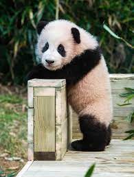 신한은행 푸바오 적금 챌린지