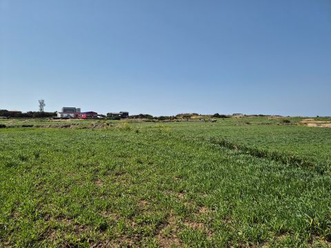 청보리밭. 아직 애기애기하죠~