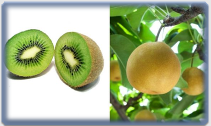 과일의 색다른 변화