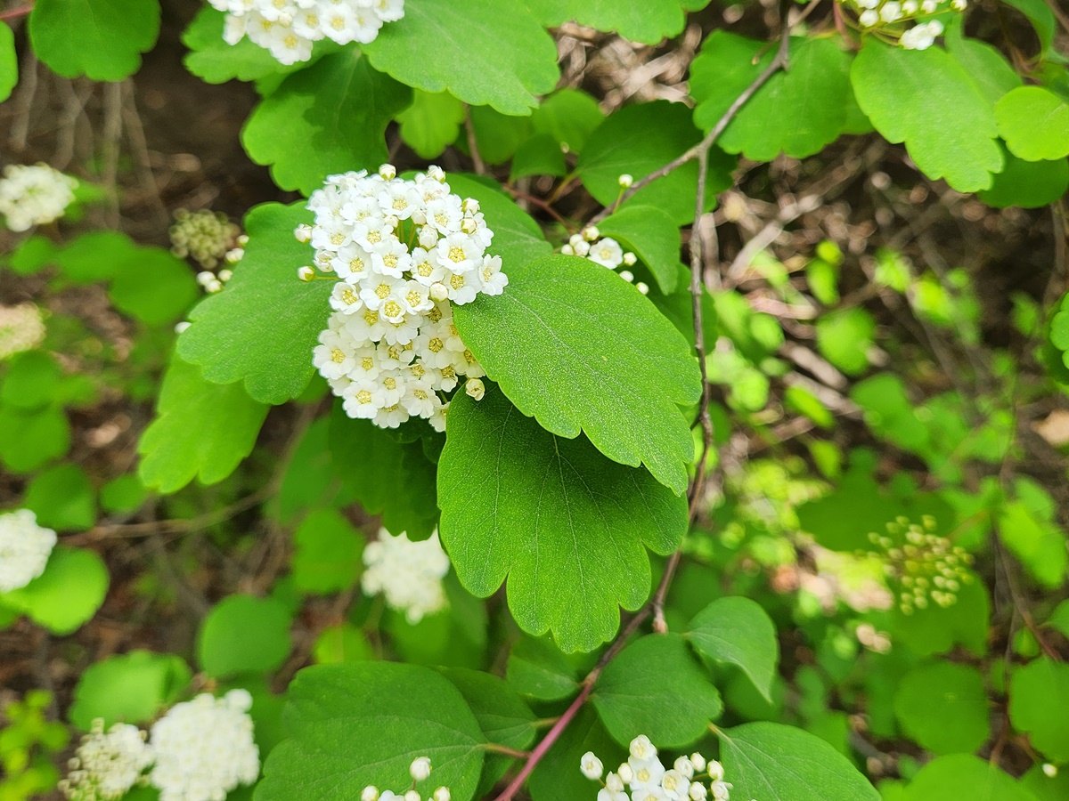 산조팝나무