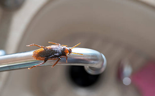 오래된 아파트 바퀴벌레 퇴치방법