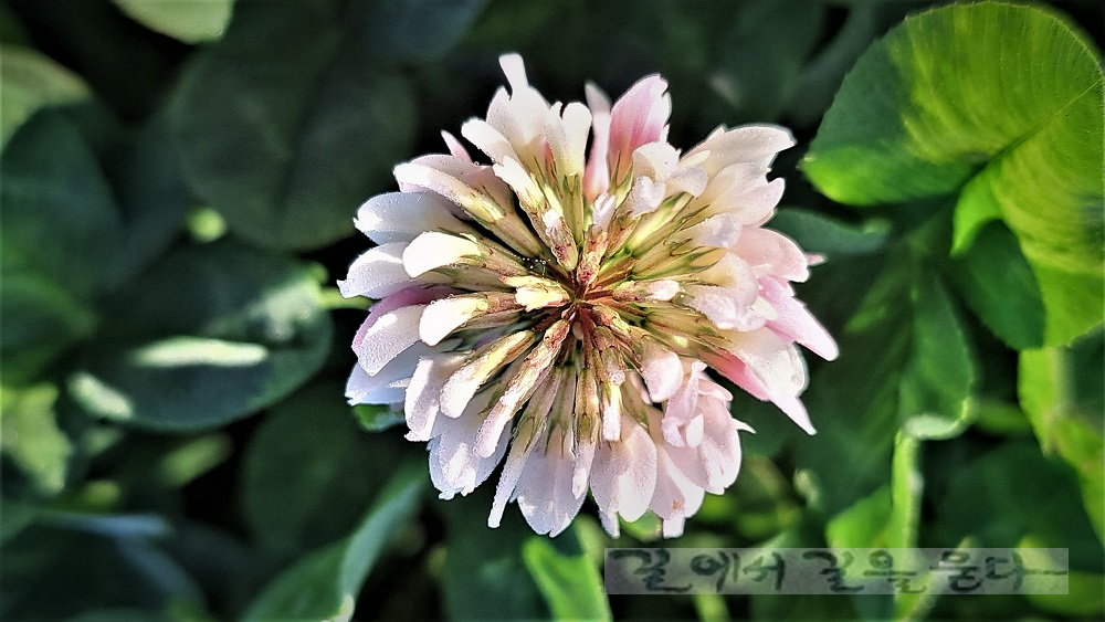 흰꽃 토끼풀(White Clover)