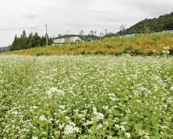 하동 북천 코스모스 메밀꽃 축제_8
