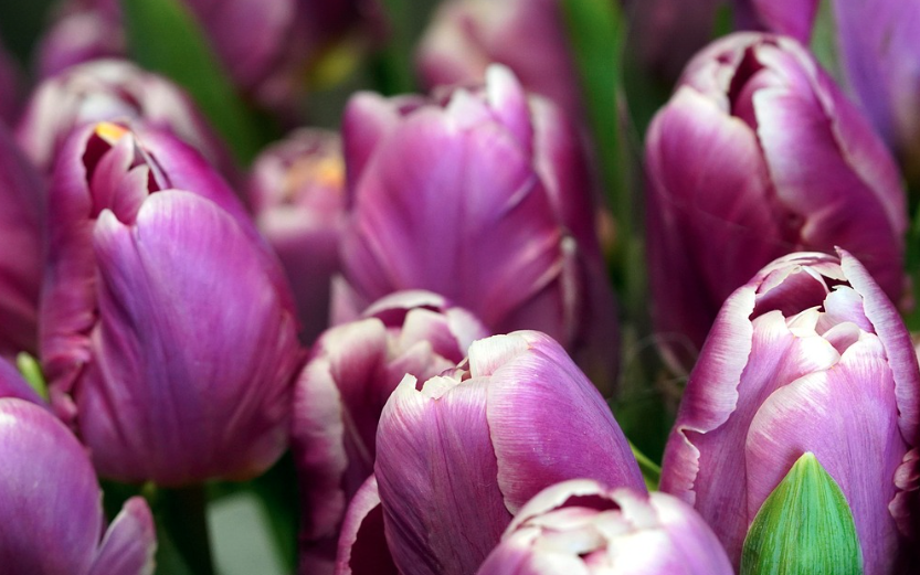 태안 세계 튤립 꽃박람회