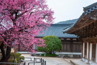 양산 가볼만한 곳 - 통도사