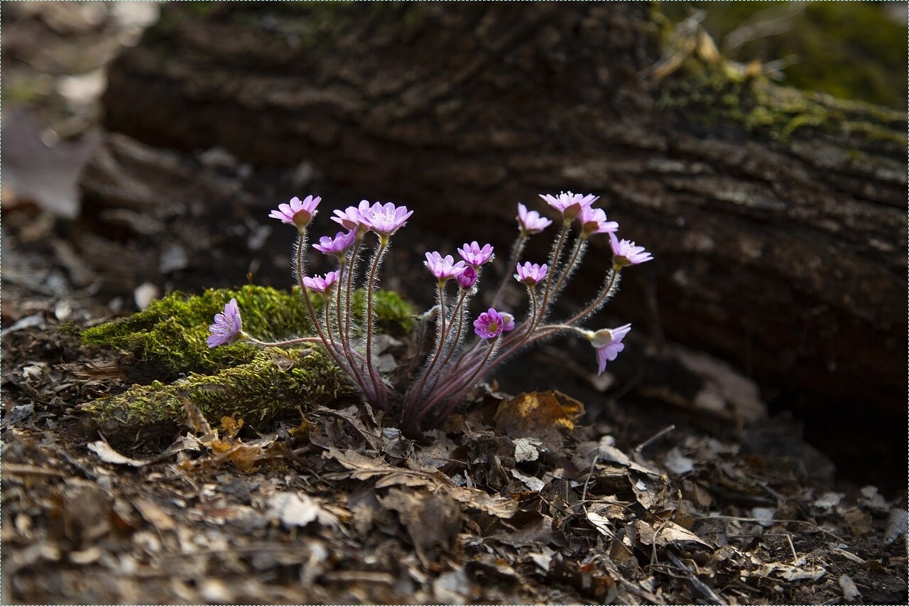 우체국 정기예금 금리