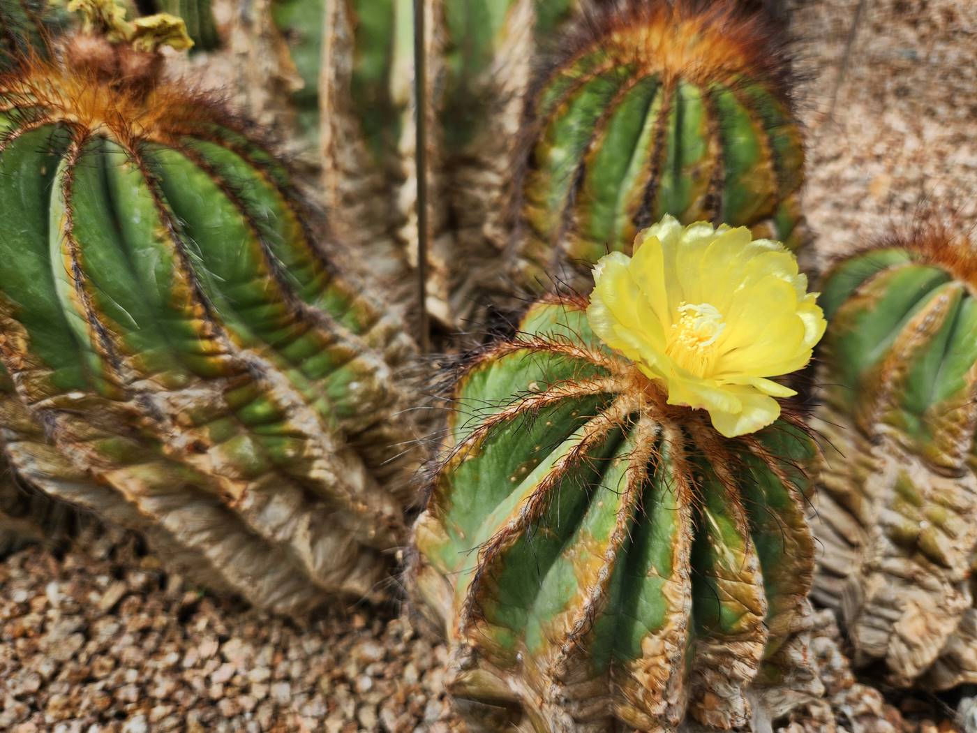 파로디아 마그니피카(수박선인장)