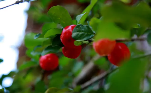 아세로라 여성청결제 왜 여성들 사이에서 인기일까? 아세로라 여성청결제 들어보셨나요? 이 과일이 여성의 청결을 돕는다니 굉장히 신기하죠? 이 아세로라 여성청결제가 무엇인지, 어떤 효과가 있는지, 어떻게 사용하는 것이 좋은지, 아세로라 여성청결제 고르는 방법까지 함께 확인해보세요~