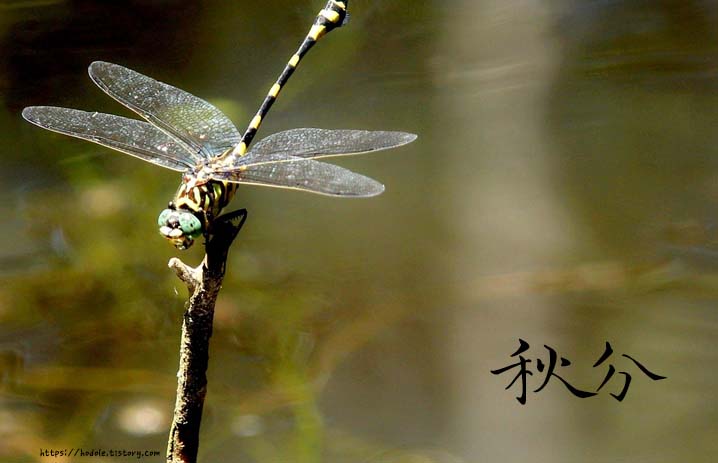 가을-잠자리-秋分-텍스트