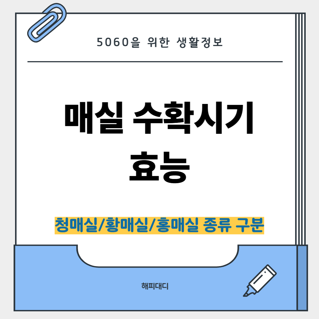 매실 수확시기 및 효능