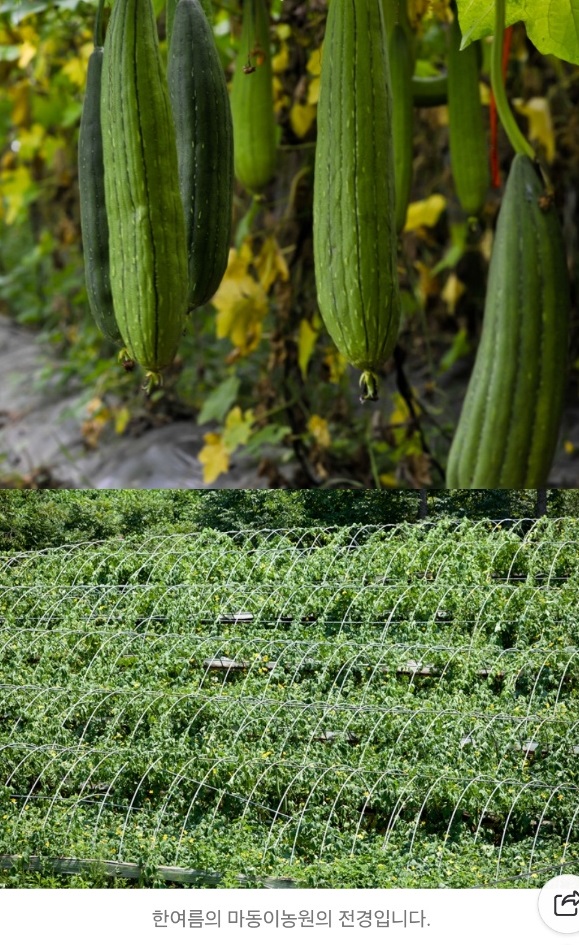 한국기행-수세미-마동이농원
