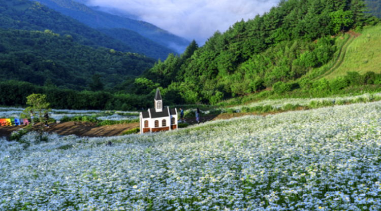 평창 육백마지기