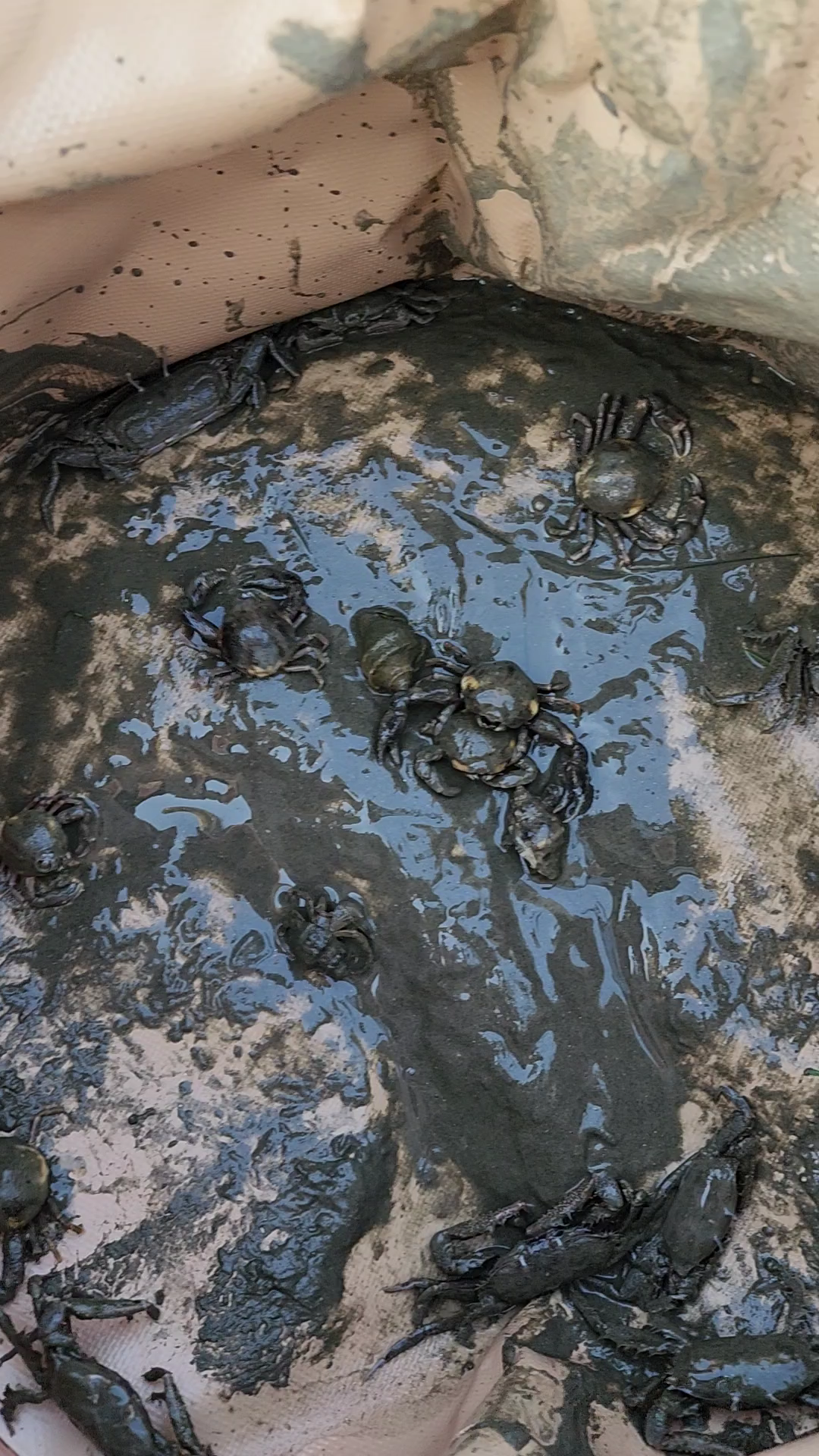 생각보다 쉽게 잡히던 게와 소라게