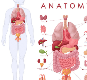 담낭염의 증상, 담낭 용종