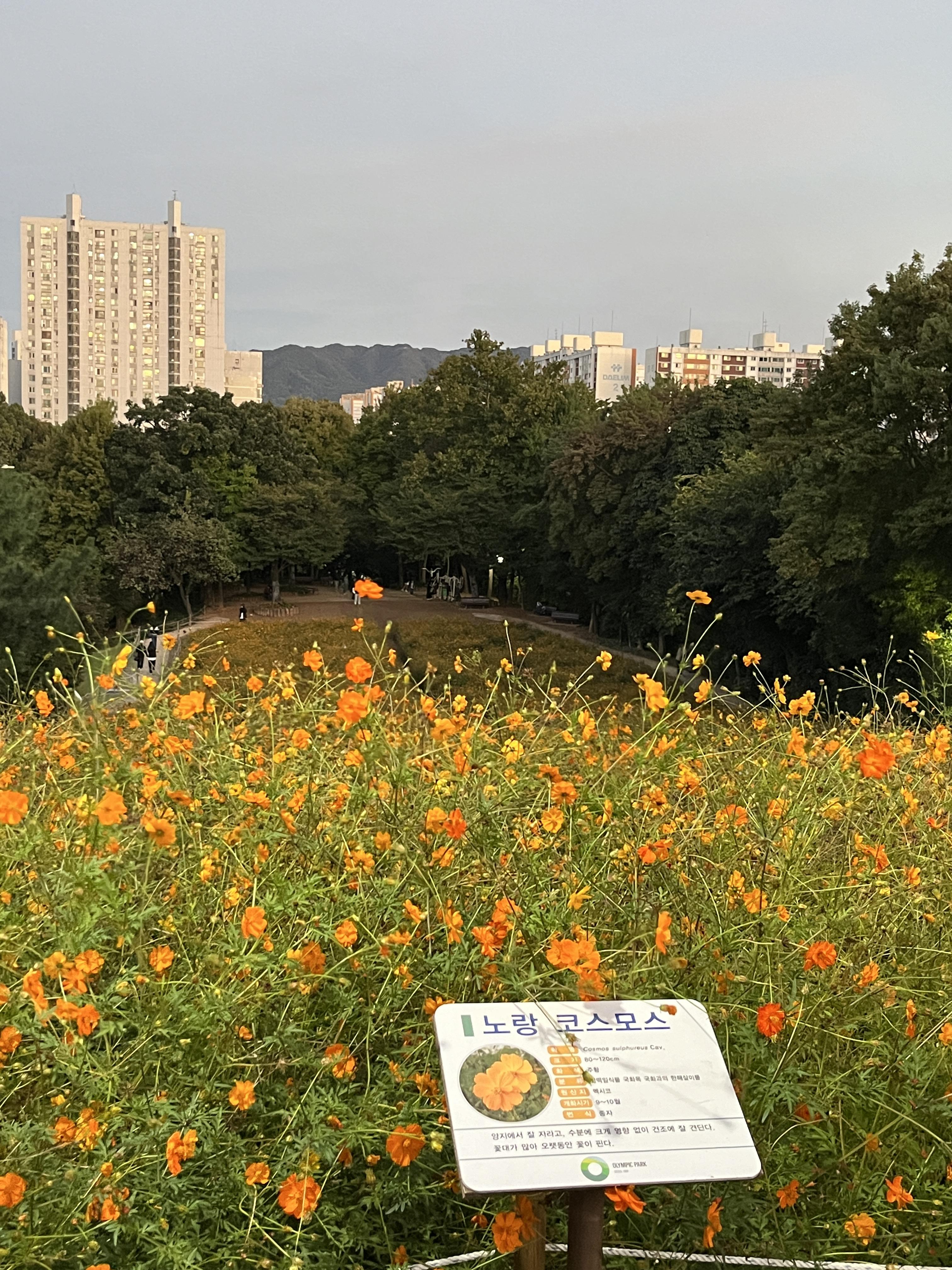 올림픽공원 황화코스모스