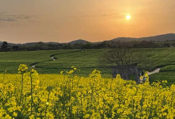 고창-청보리밭-축제