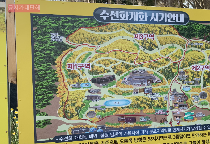 수선화-만개시기