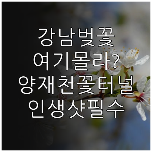 강남 벚꽃 명소별 특징과 양재천 벚꽃..