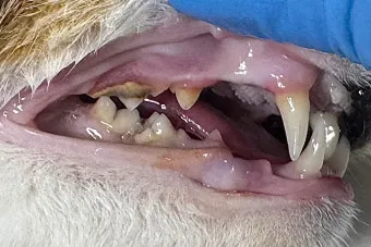 고양이치주염 증상 진단 치료 및 예방법_7