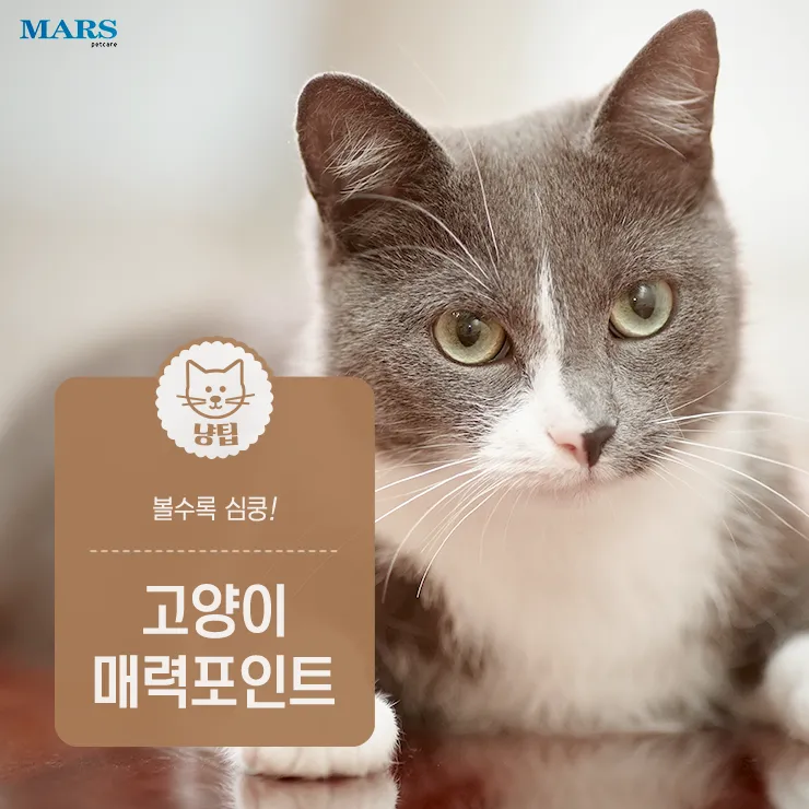 작은고양이 쪼꼬미 냥이 매력 탐구 귀여움 분석_3