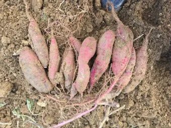 중부지방 고구마 수확시기 핵심 체크_15