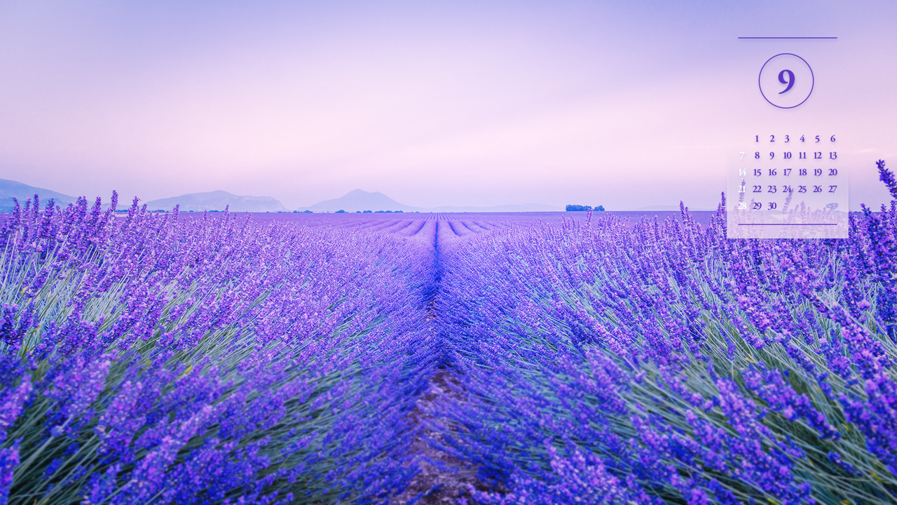 03 라벤더 꽃밭 A - 2025년9월 노트북배경화면