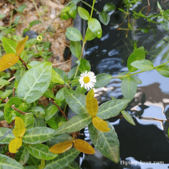 지혈 작용에 효과적인 한련초