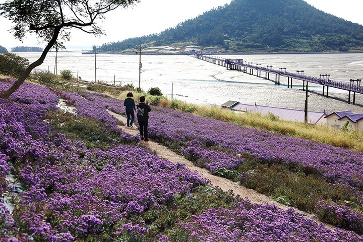 신안 퍼플섬 아스타축제