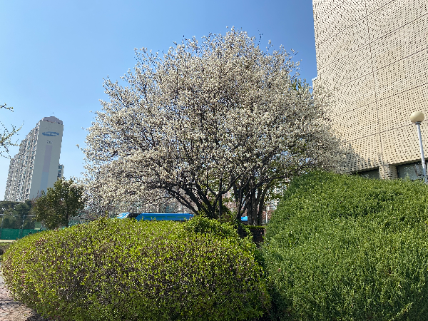 수원 성균관대 채진목