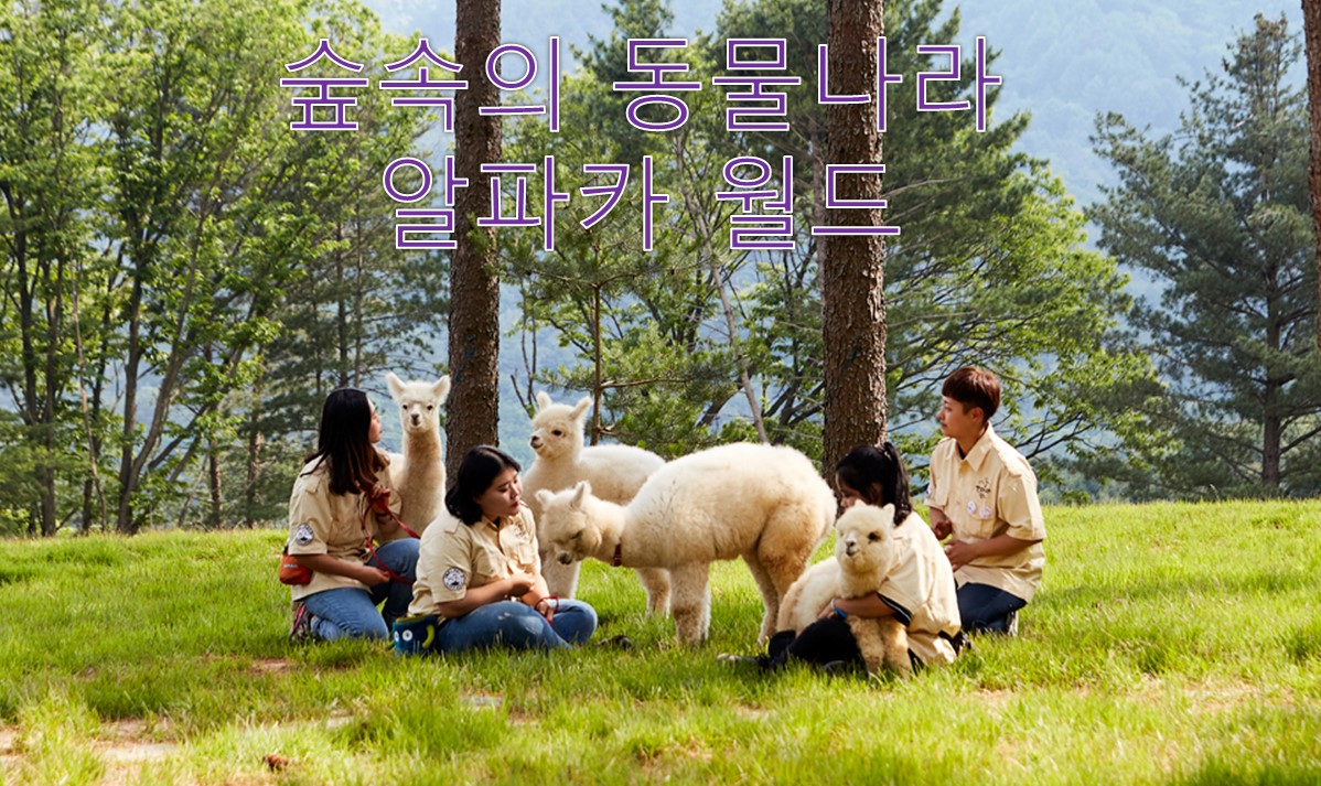 알파카 월드