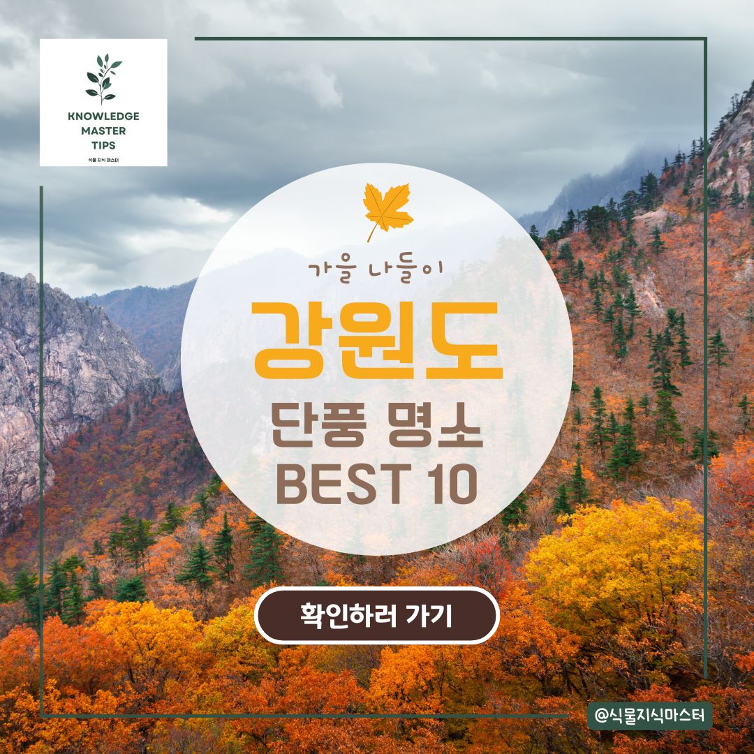 강원도 단풍 명소 BEST 10