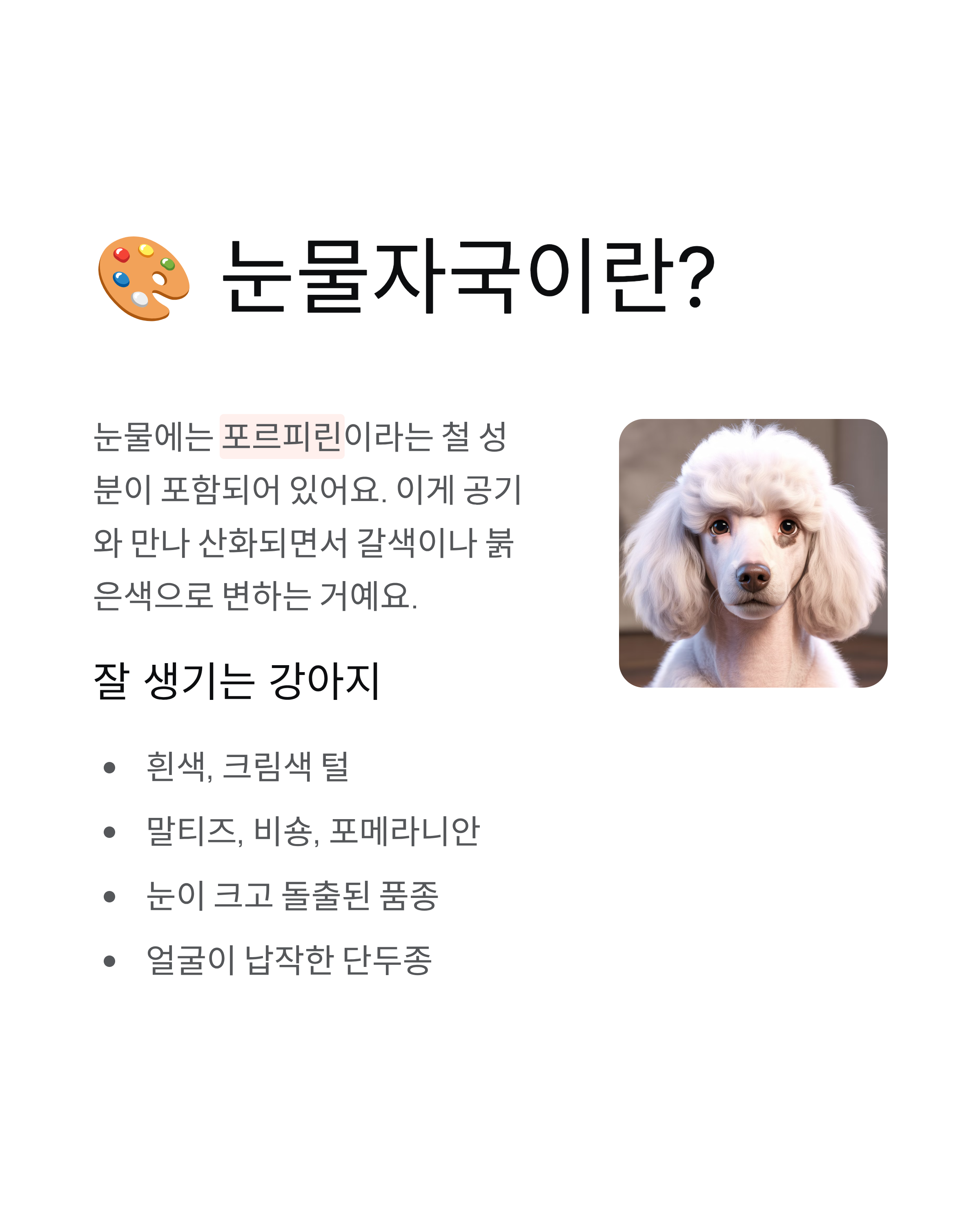 강아지 눈물관리 ❘ 눈물자국 제거 원인 닦는법 사료 영양제 완벽 가이드