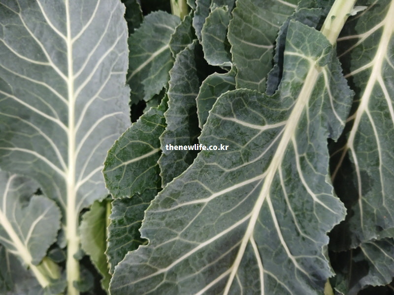 케일 효능은 활성산소를 제거하고 발암 물질을 체외로 배출합니다. 세포 손상을 막아주는 신선한 케일 잎 실물 사진