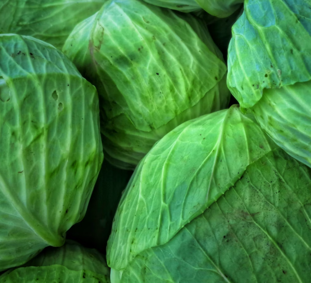 양배추 효능과 부작용 칼로리