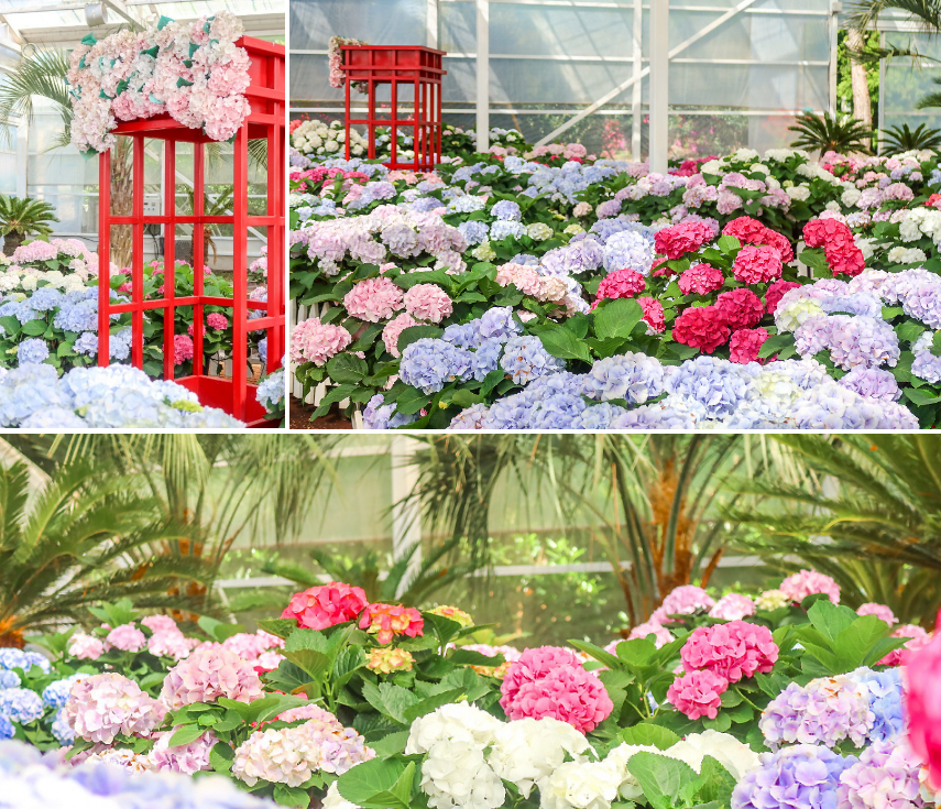 휴애리 내 수국 사진