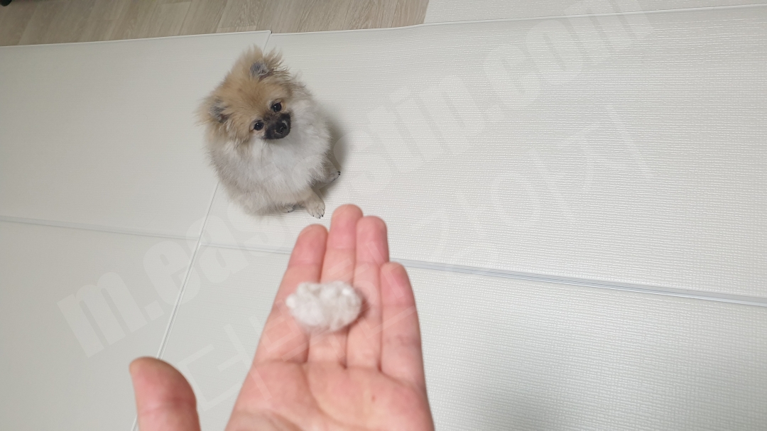 5개월 포메라니안 털빠짐