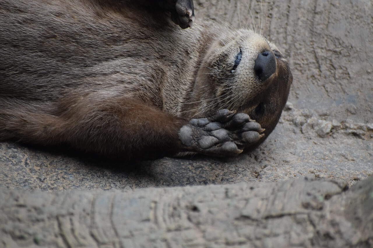 만성피로로 쓰러져 누워있는 수달