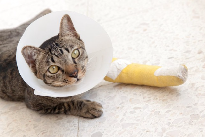 엘리자베스 컬러를 하고 앞다리에 깁스를 하고 있는 고양이.