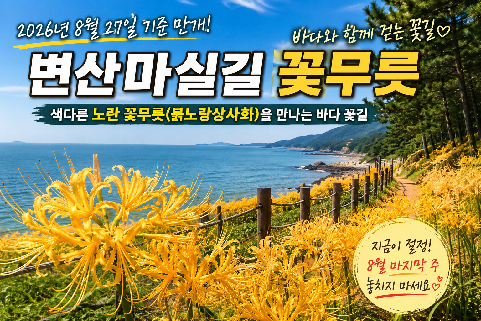 2026 변산마실길 꽃무릇 개화 절정｜바다와 노란 상사화를 함께 보는 부안 여행지