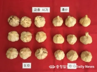 남부지방 마늘심는시기 핵심 가이드_19