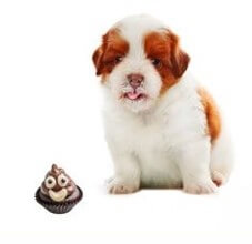 똥을-앞에두고-고민하는-강아지