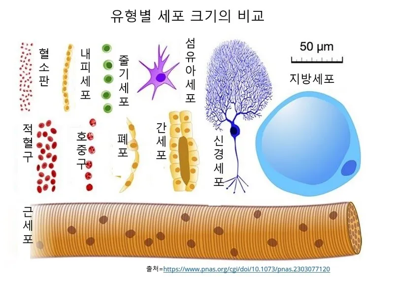 유형별 세포 크기 @PNAS
